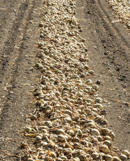 Yellow onions lying in rows in fields for drying in Ystad municipality, Skåne county, Sweden,