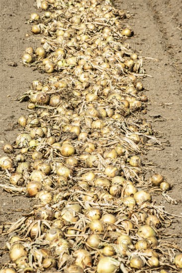 Yellow onions lying in rows in fields for drying in Ystad municipality, Skåne county, Sweden,
