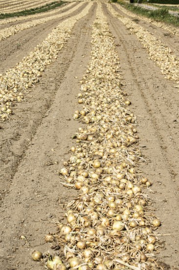 Yellow onions lying in rows in fields for drying in Ystad municipality, Skåne county, Sweden,