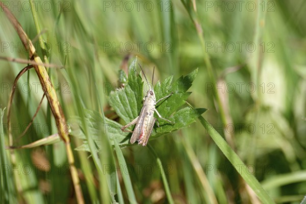 Meadow grasshopper (Chorthippus dorsatus), male, meadow, summer, Germany, The grasshopper is