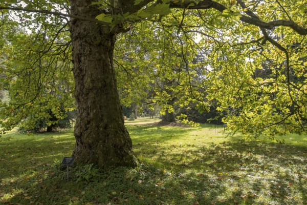 Oriental plane tree (Platanus orientalis), Arboretum Poortbulten, De Lutte, province of Overijssel,