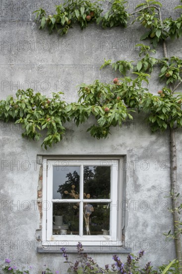 A window in a grey house wall, surrounded by a peach tree with fruit, radiates rural tranquillity,