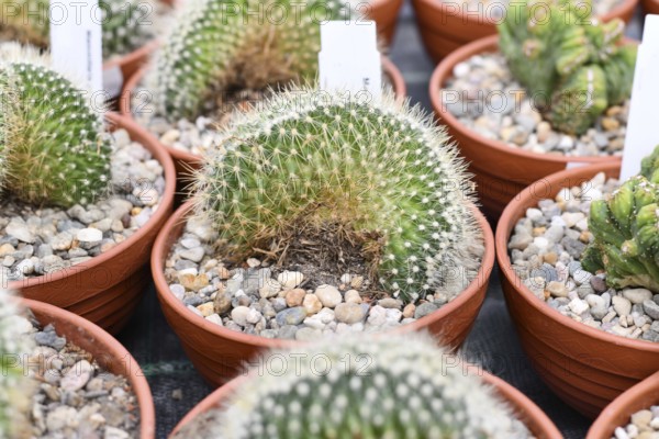 Small 'Mammillaria pringlei f. cristata' cactus in flower pot with stones. Also called 'Lemon Ball
