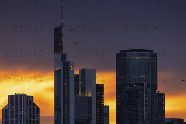 Birds flying over the bank towers of the Frankfurt skyline at sunset, Frankfurt am Main, Hesse,