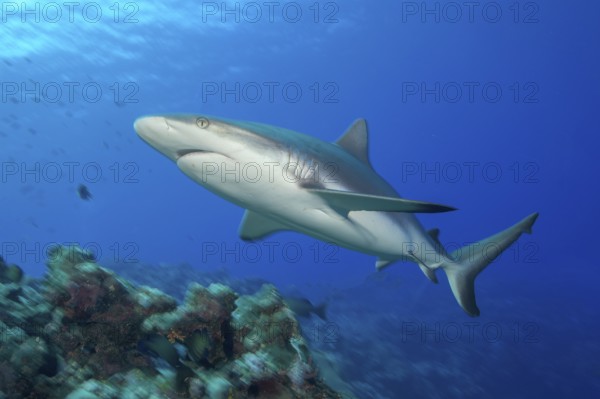Underwater photo of Large female Grey reef shark in fast motion swimming quickly through blue water