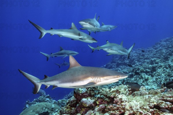 Underwater photo of group of small pack of Grey reef sharks (Carcharhinus amblyrhynchos) swimming
