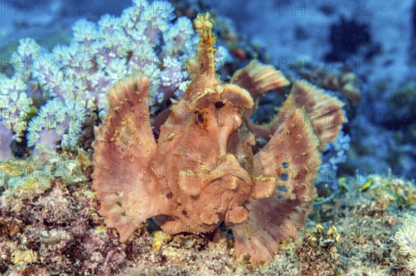 Underwater photo of close-up of predator lurking fish Paddleflap Rhinopias (Rhinopias eschmeyeri)