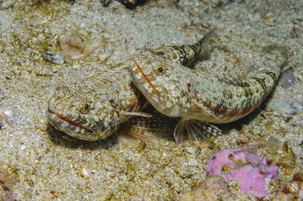 Two pairs of reef lizardfish (Synodus variegatus) lurking in camouflage, well camouflaged on sandy