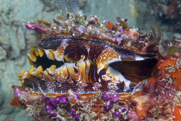 Underwater photo of Slightly open Variable Spiny Oyster (Spondylus varius) showing numerous many