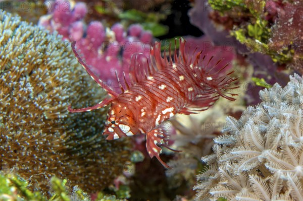 Underwater photo of Extreme close-up of Juvenile form of young small tree wrasse (Novaculichthys