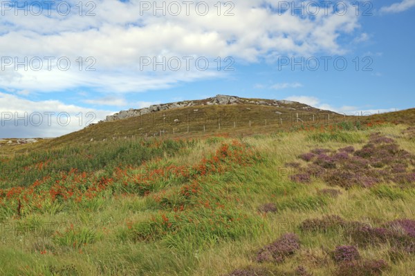 Colourful hill with heather and grasses under a blue sky, Isle of Lewis Hebrides, Scotland, Great