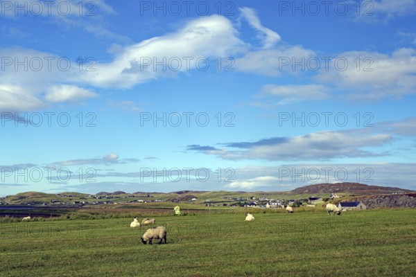 Green meadow with grazing sheep under a wide, cloudy sky, Isle of Lewis, Hebrides, Scotland, Great