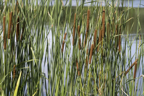 Cattail (Typha) on the banks of the Oelbach, Lake Kemnader, Witten, Ruhr area, North