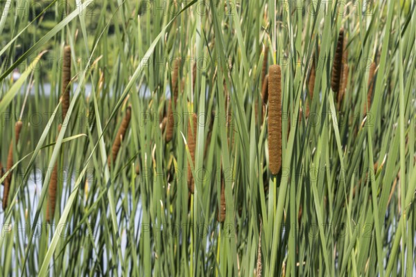 Cattail (Typha) on the banks of the Oelbach, Lake Kemnader, Witten, Ruhr area, North