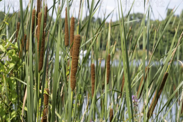 Cattail (Typha) on the banks of the Oelbach, Lake Kemnader, Witten, Ruhr area, North