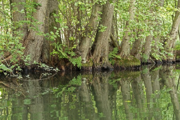 Trees, reflections, canal Alte Fahrt between Bolter Schleuse and Caarpsee, Müritz National Park,