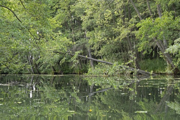 Trees, reflections, canal Alte Fahrt between Bolter Schleuse and Caarpsee, Müritz National Park,