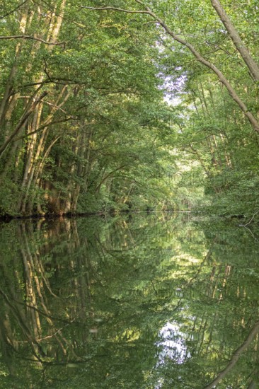 Trees, reflections, canal Alte Fahrt between Bolter Schleuse and Caarpsee, Müritz National Park,