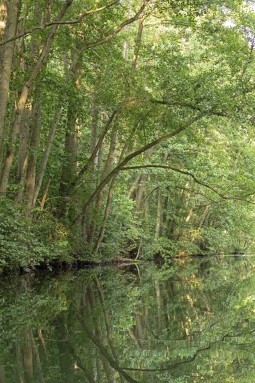 Trees, reflections, canal Alte Fahrt between Bolter Schleuse and Caarpsee, Müritz National Park,