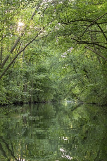 Trees, reflections, canal Alte Fahrt between Bolter Schleuse and Caarpsee, Müritz National Park,