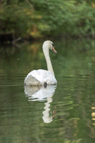 Mute swan (Cygnus olor), reflection, Alte Fahrt canal between Bolter Lock and Caarpsee lake, Müritz
