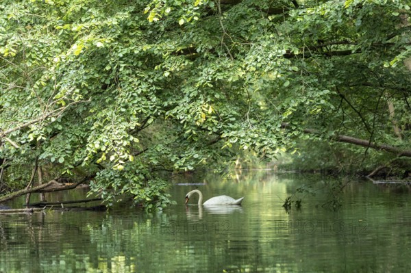 Mute swan (Cygnus olor), reflection, Alte Fahrt canal between Bolter Lock and Caarpsee lake, Müritz