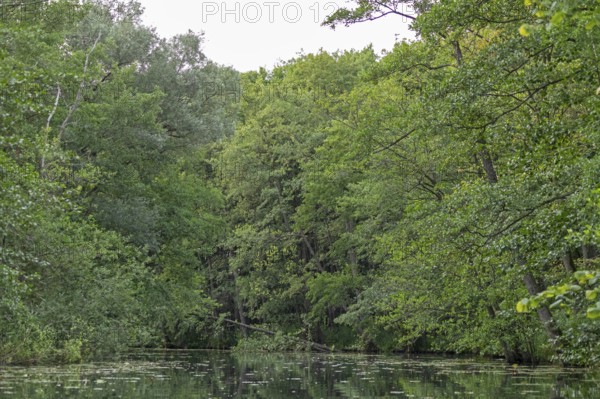 Trees, Alte Fahrt canal between Bolter Schleuse lock and Caarpsee lake, Müritz National Park,