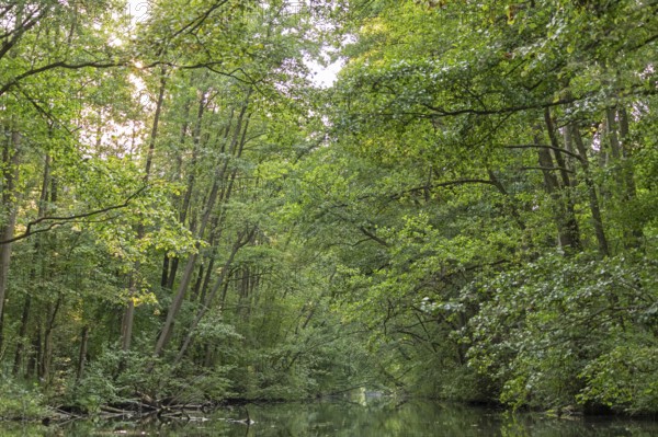 Trees, Alte Fahrt canal between Bolter Schleuse lock and Caarpsee lake, Müritz National Park,