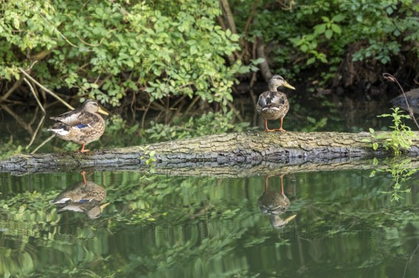 Mallards on a tree trunk, reflection, Alte Fahrt canal between Bolter Schleuse and Caarpsee, Müritz
