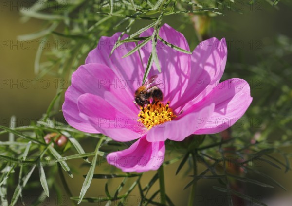 Bumblebee (Bombus terrestris), on a pink ornamental basket flower (Cosmos bipinnatus), North
