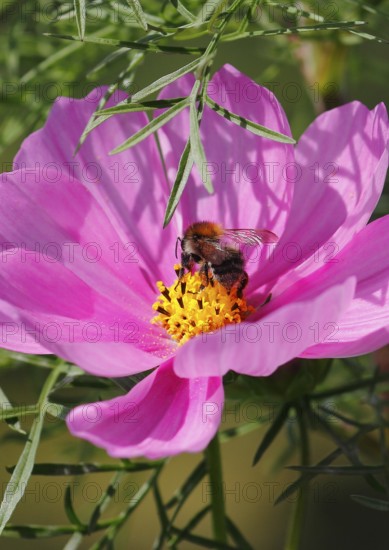 Bumblebee (Bombus terrestris), on a pink ornamental basket flower (Cosmos bipinnatus), North