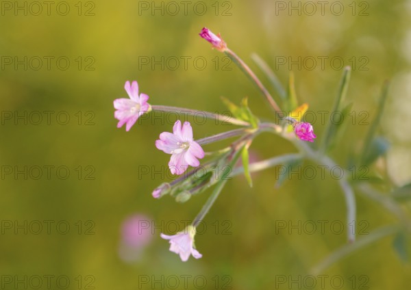 Smallflower Hairy Willowherb (Epilobium parviflorum), flower, North Rhine-Westphalia, Germany