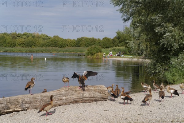 Nile goose (Alopochen aegyptiaca) at Starkholzbacher See, Starki, Nile geese, goose, invasive,