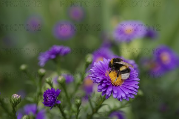 Bumblebee on autumn aster, insect-friendly, bee-friendly, bee pasture, insect pasture, garden