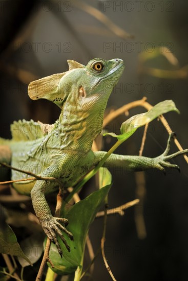 Frontal lobe basilisk (Basiliscus plumifrons), adult, on tree, foraging, vigilant, Central America,