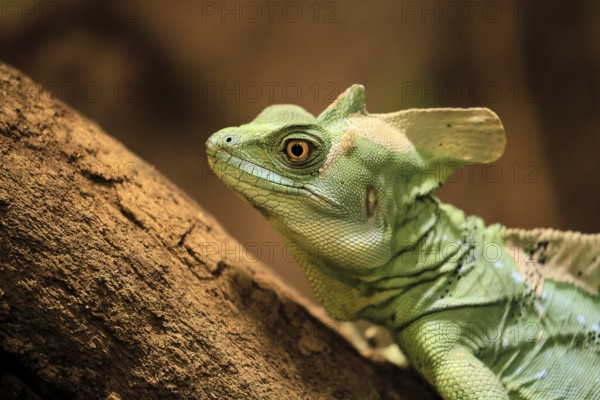 Frontal lobe basilisk (Basiliscus plumifrons), adult, on tree, foraging, alert, portrait, Central