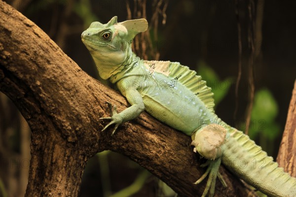 Frontal lobe basilisk (Basiliscus plumifrons), adult, on tree, foraging, vigilant, Central America,