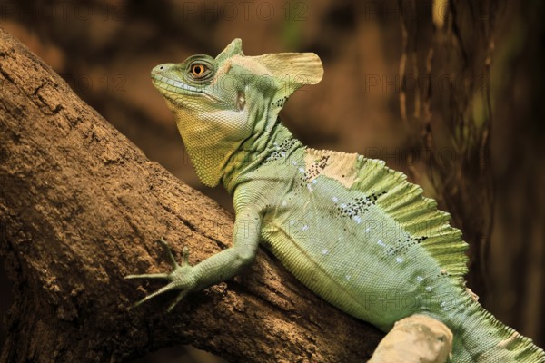 Frontal lobe basilisk (Basiliscus plumifrons), adult, on tree, foraging, alert, portrait, Central