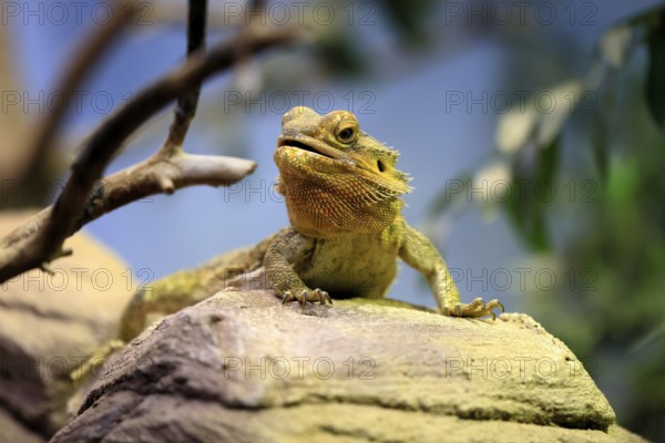 Central bearded dragon (Pogona vitticeps), coloured bearded dragon, adult, rock, alert, portrait,