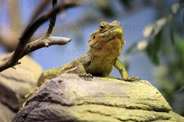 Central bearded dragon (Pogona vitticeps), coloured bearded dragon, adult, rock, alert, portrait,