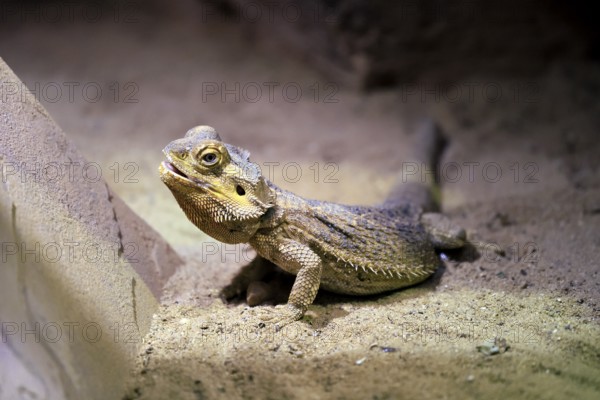 Central bearded dragon (Pogona vitticeps), coloured bearded dragon, adult, rock, alert, Australia,