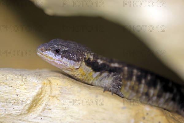 East African spiny-tailed lizard (Cordylus tropidosternum), adult, portrait, rock, alert, East