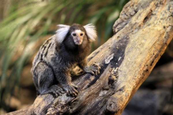 White-tufted marmoset (Callithrix jacchus), adult, on tree, vigilant, captive, Brazil, South