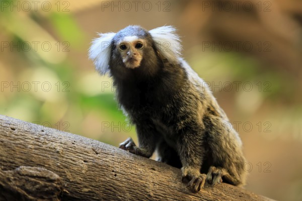 White-tufted marmoset (Callithrix jacchus), adult, on tree, vigilant, captive, Brazil, South