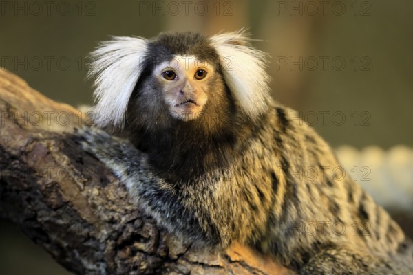 White-tufted marmoset (Callithrix jacchus), adult, on tree, alert, portrait, captive, Brazil, South