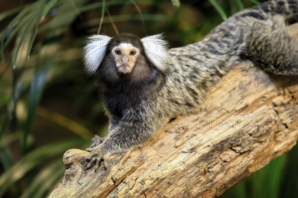 White-tufted marmoset (Callithrix jacchus), adult, on tree, vigilant, captive, Brazil, South
