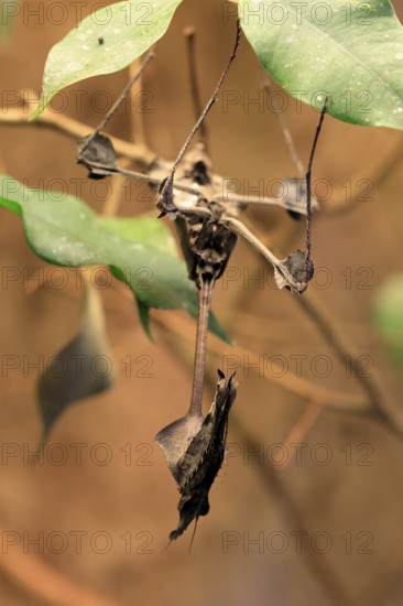 Wandering Violin Mantis (Gongylus gongylodes), adult, hanging, on leaf, camouflage, mantis,