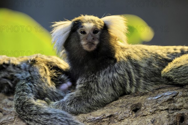 White-tufted marmoset (Callithrix jacchus), adult, on tree, portrait, alert, captive, Brazil, South