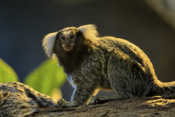White-tufted marmoset (Callithrix jacchus), adult, on tree, vigilant, captive, Brazil, South