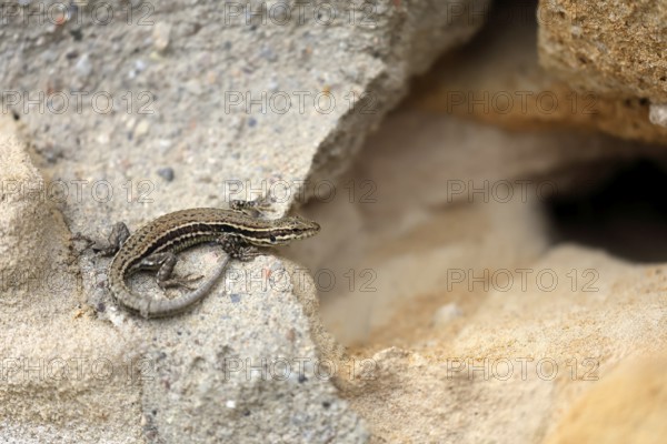 Sand lizard (Lacerta agilis), adult, female, Ellerstadt, Rhineland-Palatinate, Germany